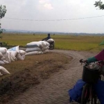 Gabah petani teronggok di pinggir jalan, usai panen. foto: eky nurhadi/ bangsaonline