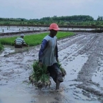 Petani di Desa Glagahan, Kecamatan Sugihwaras, Bojonegoro, akan menanam padi di sawah miliknya.