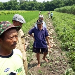 Suyarno, salah seorang petani bengkuang saat ditemui di sela-sela panen.