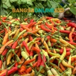 Harga cabai rawit terus menunjukkan fluktuasi setiap harinya. Foto: Bangsaonline.