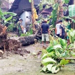 Pohon Jati tumbang dan menimpa rumah Mukinah, warga Desa Ngadirenggo Kecamatan Pogalan akibat hujan badai. foto: herman/ BANGSAONLINE
