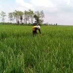 Petani sedang memotong padi yang terserang hama wereng. foto: EKY NURHADI/ BANGSAONLINE