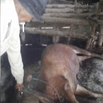 Sapi milik Suwardi yang mati mendadak.