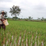 Petani sedang memupuk padinya.