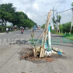 Pohon yang ditanam warga Jalan Raya Kediri - Wates . foto: MUJI HARJITA/ BANGSAONLINE