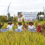Dirut PG, Rahmad Pribadi (depan ke-2 dari kanan) bersama pejabat daerah setempat melakukan panen padi perdana di Desa Bedeng V.
