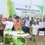 Wabup Moh. Qosim saat tanam padi varietas inpari dengan mesin Rice Transplanter. foto: syuhud/ bangsaonline