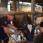 Seorang petugas dari DPKP Kota Malang saat melakukan pengecekan kondisi hewan ternak sapi milik Supi