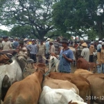 Suasana Pasar Hewan Desa Margomulyo, Kecamatan Kerek.