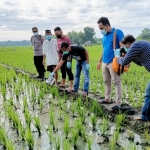 Lokasi ditemukannya korban yang tersetrum jebakan listrik di sawahnya sendiri.