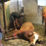 Salah satu peternak di Jember saat mengevakuasi seekor sapi.