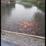 Kondisi Sungai Banjaragung sesudah dibersihkan. Tampak Ikan Koi warna-warni menghiasi sungai. foto: YUDI EP/ BANGSAONLINE