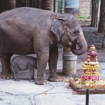 Diah bersama indukannya mendapat hadiah tumpeng buah.