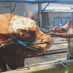 Sapi dari Presiden Prabowo di Desa Pule, Kecamatan Kandat, Kabupaten Kediri. Foto: Ist