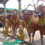 Sapi-sapi peserta Kontes Sape Sonok siap berlenggak-lenggok di 