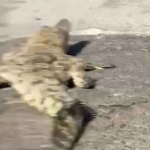 Penampakan buaya di sekitar permukiman warga dari Sungai Klowang di Jalan Pangeran Trunojoyo, Pamekasan.