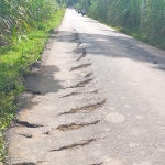 Salah satu ruas jalan di Kabupaten Jember yang baru saja diperbaiki, tapi sudah rusak lagi.