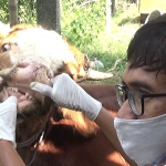 Tim Dinas Peternakan Jombang saat mengecek kondisi sapi. foto: AAN AMRULLOH/ BANGSAONLINE