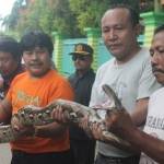 HEWAN LANGKA: Warga saat menunjukkan ular piton sepanjang 4 meter usai berhasil ditangkap. foto: suwandi/ BANGSAONLINE