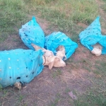 Kambing-kambing yang ditemukan warga dibungkus dengan karung sak warna biru.