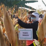Wali Kota Mojokerto Ning Ita saat panen jagung untuk memperingati Hari Pangan Sedunia.