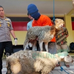 Dua dari tiga kambing yang dicuri tersangka turut dihadirkan dalam rilis pers.
