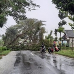 Tampak pohon tumbang itu menutup total jalan jalur Tuban-Bojonegoro, Sabtu (19/3/2022). Foto: Gus/BANGSAONLINE.com