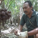 Cahyono (40), saat memanen salak organik di kebunnya.  Foto: RONY S/BANGSAONLINE