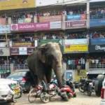 Gajah marah, semua rusak karenanya. foto: repro mirror.co.uk