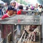 Pedagang burung memanfaatkan kendaraan bermotor untuk berjualan di arena Car Free Day (CFD) Madiun, Minggu (8/11). 