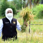 Gubernur Khofifah saat memanen padi di Ngawi.