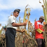 Kalapas Blitar saat mengikuti panen sayuran bersama warga binaan