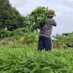 Salah seorang warga binaan saat membawa hasil panen kangkung. (Ist)