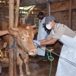 Petugas melakukan vaksinasi ke ternak sapi.