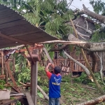 Salah satu pohon yang tumbang menimpa rumah dan kandang ternak warga akibat diterjang angin puting beliung. foto: ist.