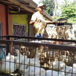 Budi Setyawan mengangkut ayam broiler dengan menggunakan mobil pikap. 