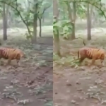 Penampakan Harimau Jawa diduga di Hutan Jati Ponorogo.