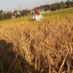 Petani melakukan penyemperotan ke tanaman padi agar hama tidak semakin meluas. foto: RONY S/ BANGSAONLINE
