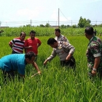 Polisi dan warga berusaha mengevakuasi korban dari tengah sawah.