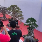 Beberapa tanaman bonsai yang ada di pameran. (foto: ist).