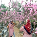 Pengunjung saat berfoto di salah satu spot yang tersedia di Kampung Toronan Semalem. Keindahan bunga Sakura yang tersebar di lokasi tersebut menarik banyak minat wisatawan. foto: ERRI SUGIANTO/ BANGSAONLINE
