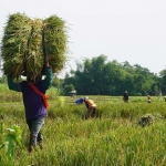 Petani saat panen padi. Foto: Ist.