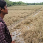 Tanaman padi tampak mati setelah terendam air banjir kemarin, sayangnya para belum mengikuti asuransi pertanian, sehingga petani tidak dapat ganti rugi. foto: EKY NURHADI/ BANGSAONLINE