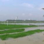 Genangan banjir di lahan pertanian belum surut. foto: rahmatullah/ BANGSAONLINE