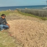 Penjemuran kulit udang di Pantai Wonosari menimbulkan bau busuk.
