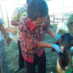Petugas Dinas Perikanan dan Peternakan saat memeriksa umur kambing melalui kondisi gigi. foto: SUWANDI/ BANGSAONLINE