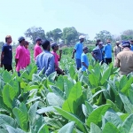 Buruh tani tembakau.