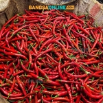 Cabai besar menjadi salah satu bahan pokok yang mengalami penurunan drastis di Kota Batu hari ini. Foto: Bangsaonline.