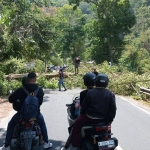 Sebuah pohon ceri di Jalan Trunojoyo Kawasan Payung Kota Batu roboh menutup badan jalan.