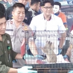 Kapolres Batu AKBP Harviadhi menunjukkan barang bukti berupa Kukang Jawa.